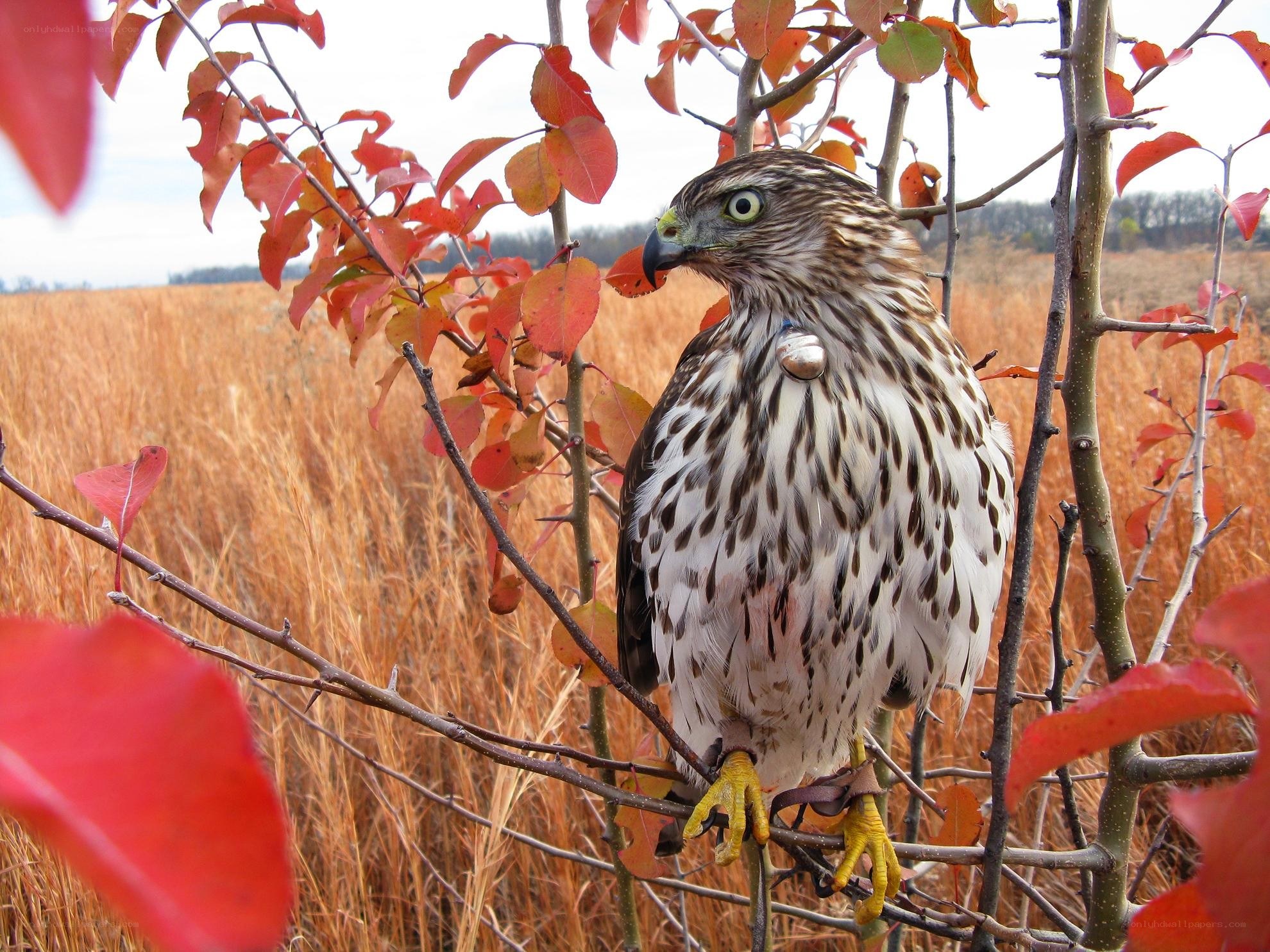 Hawk perched on a branch