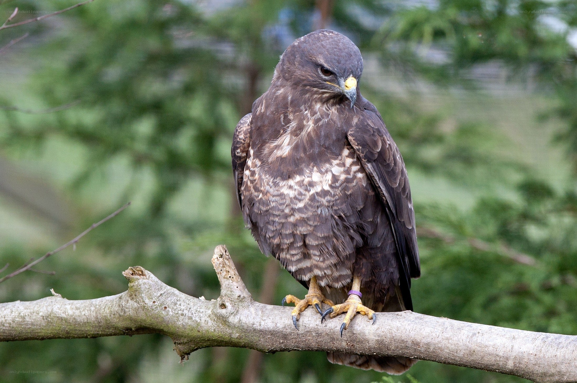 Hawk perched on a branch