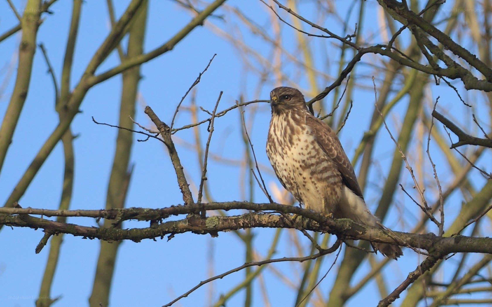 Hawk perched on a branch