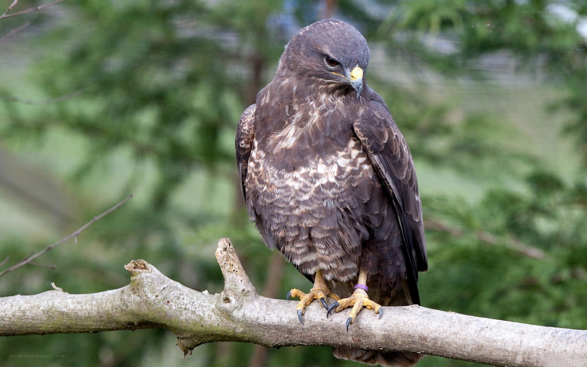 Hawk perched on a branch