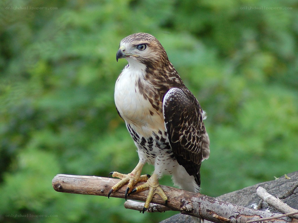 Hawk perched on a branch