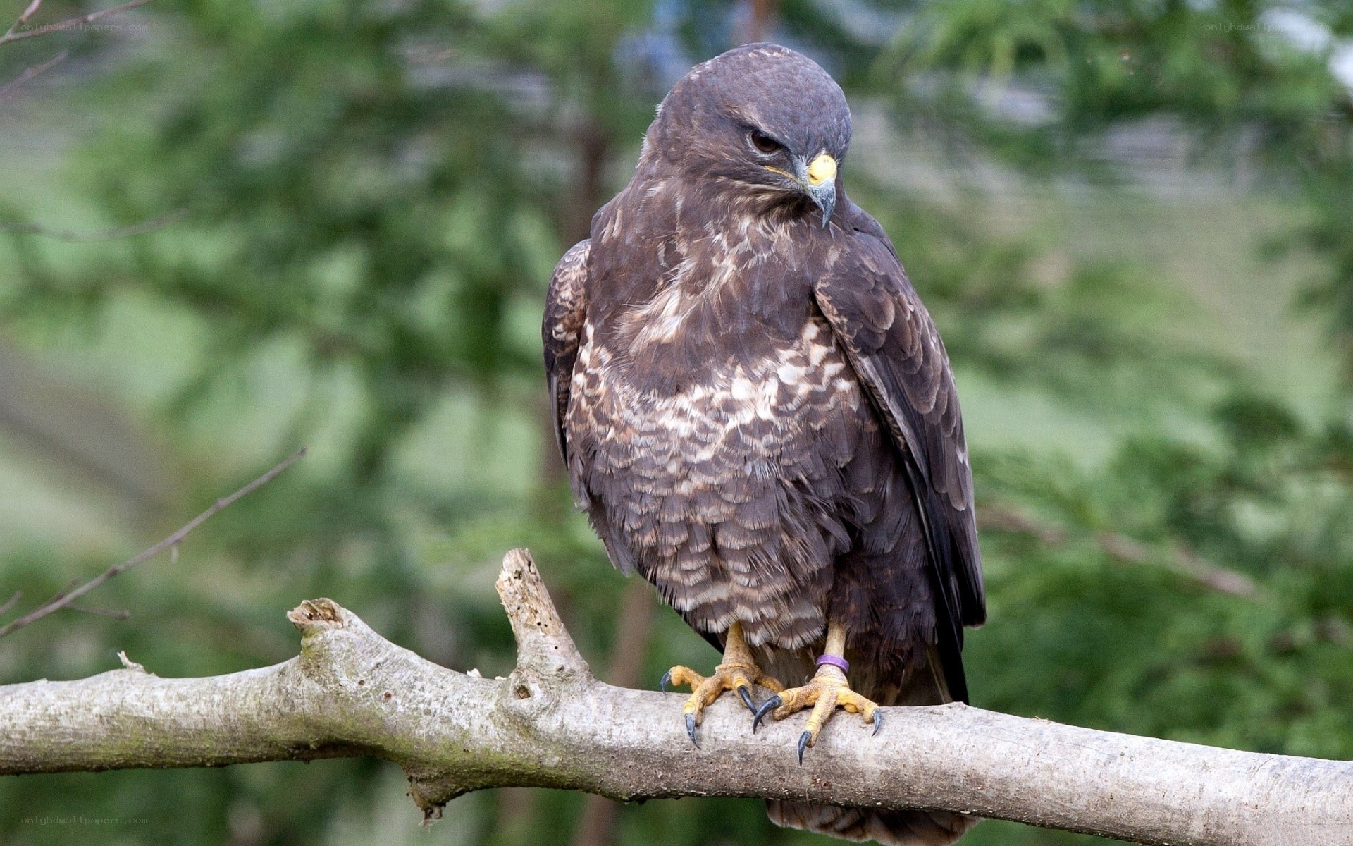 Hawk perched on a branch