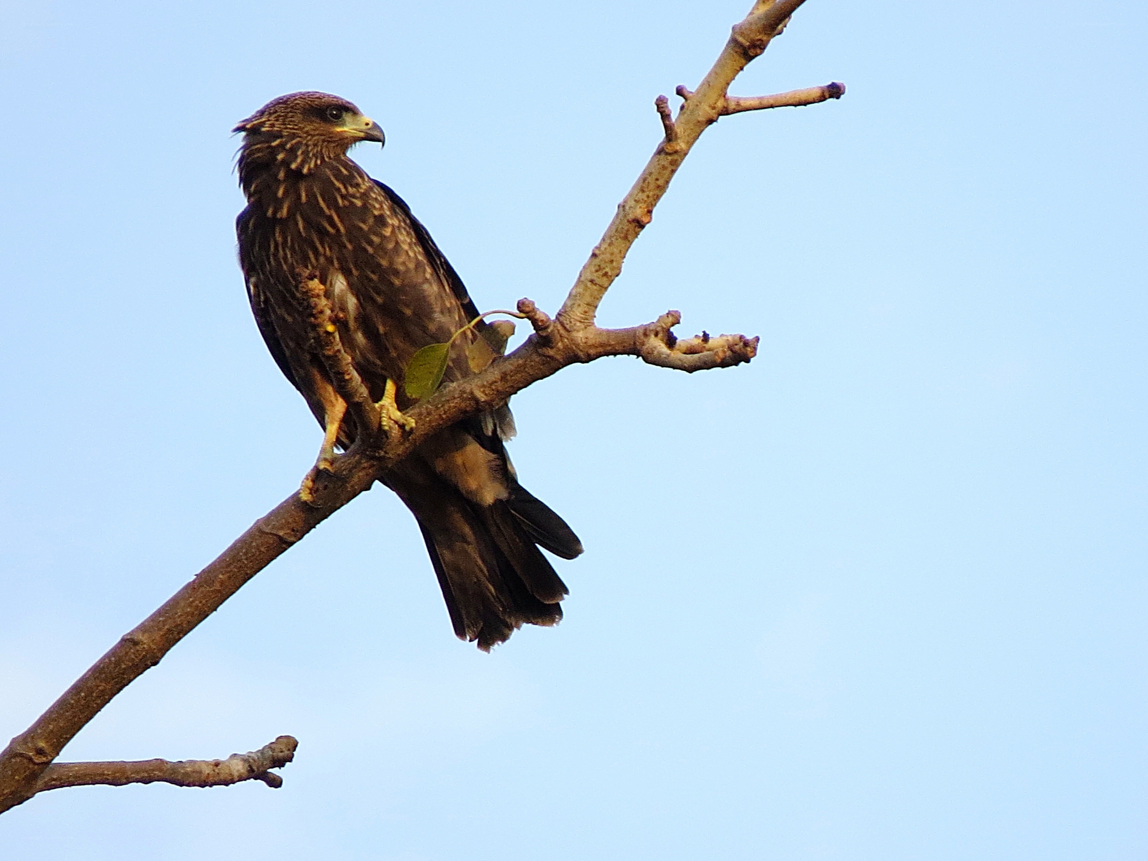Hawk perched on a branch