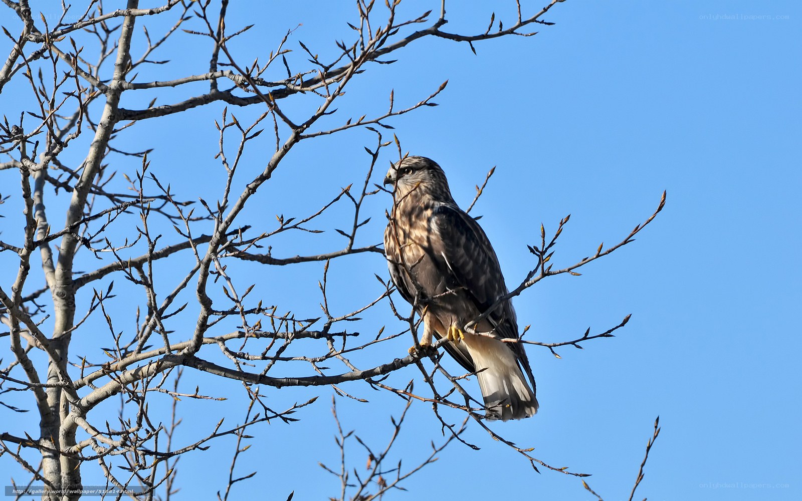 Hawk perched on a branch
