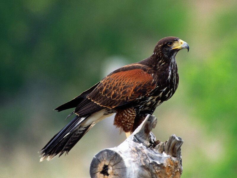 Hawk perched on a branch
