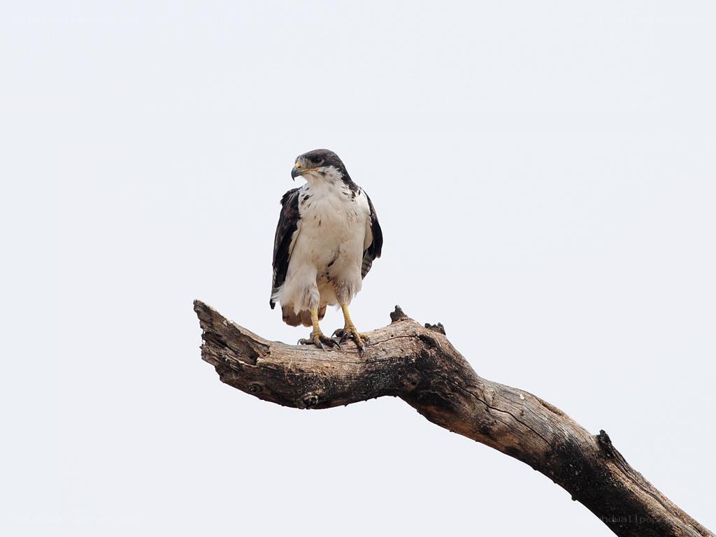 Hawk perched on a branch