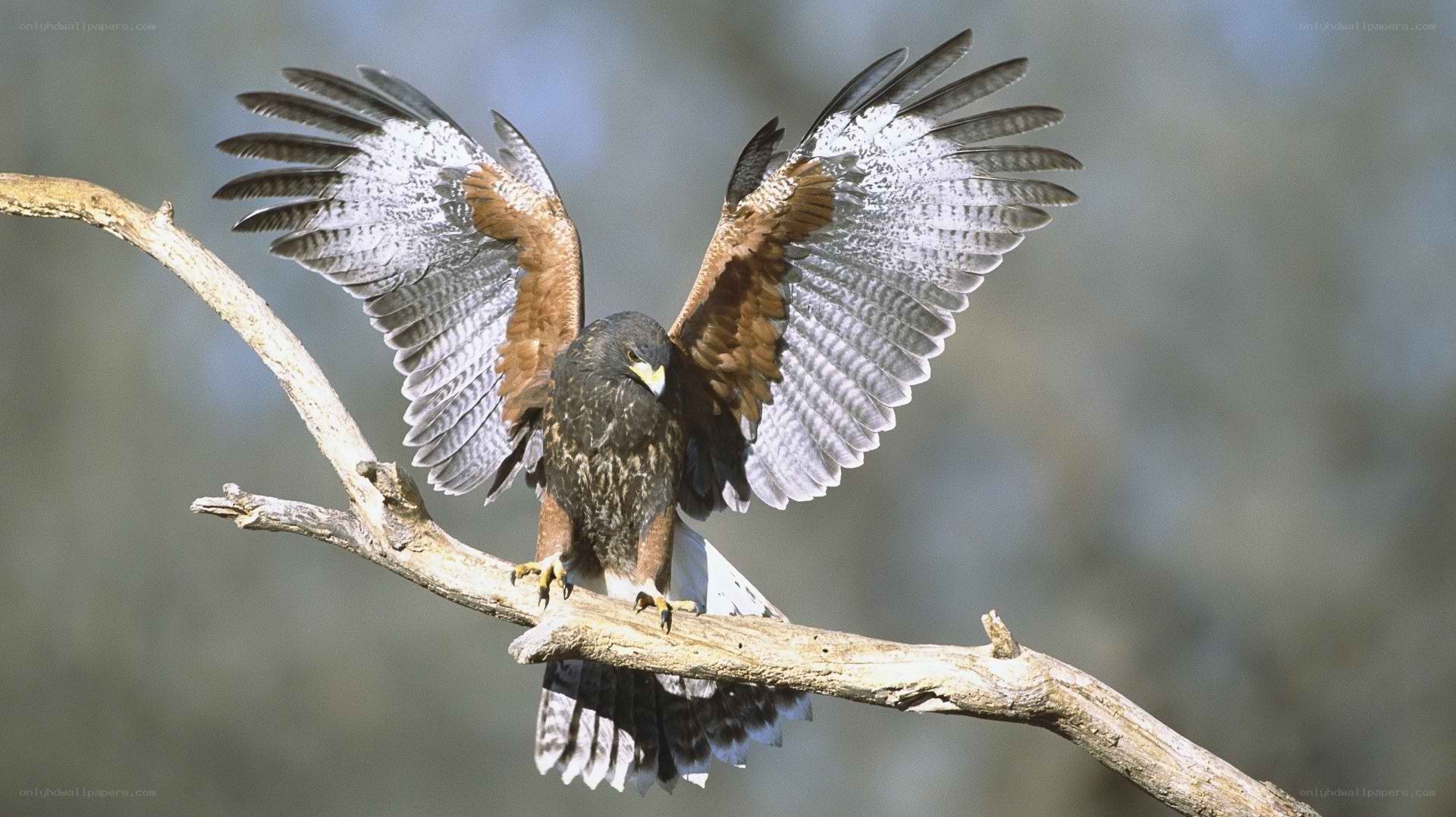 Hawk perched on a branch