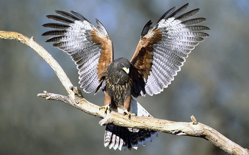 Hawk perched on a branch