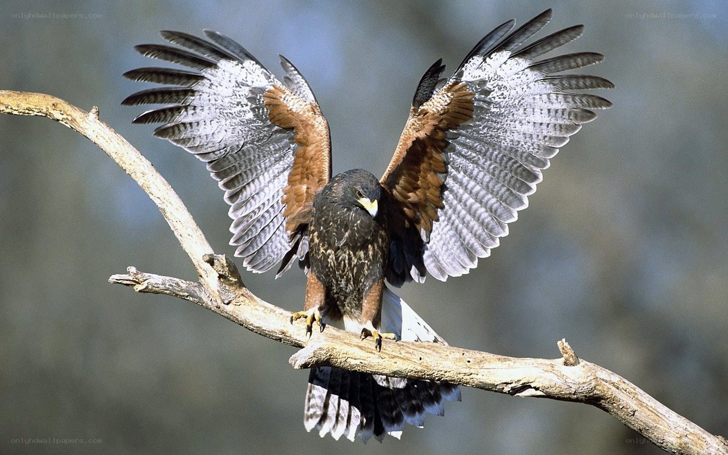Hawk perched on a branch