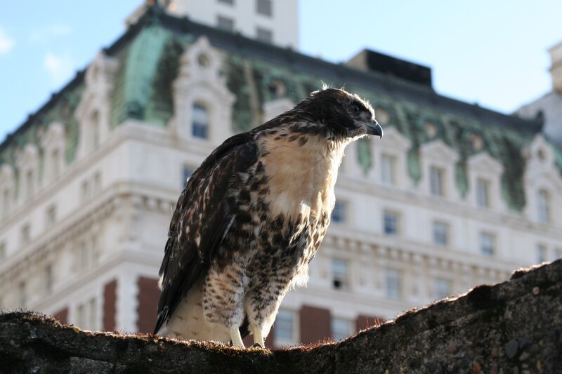 Hawk perched on a building ledge