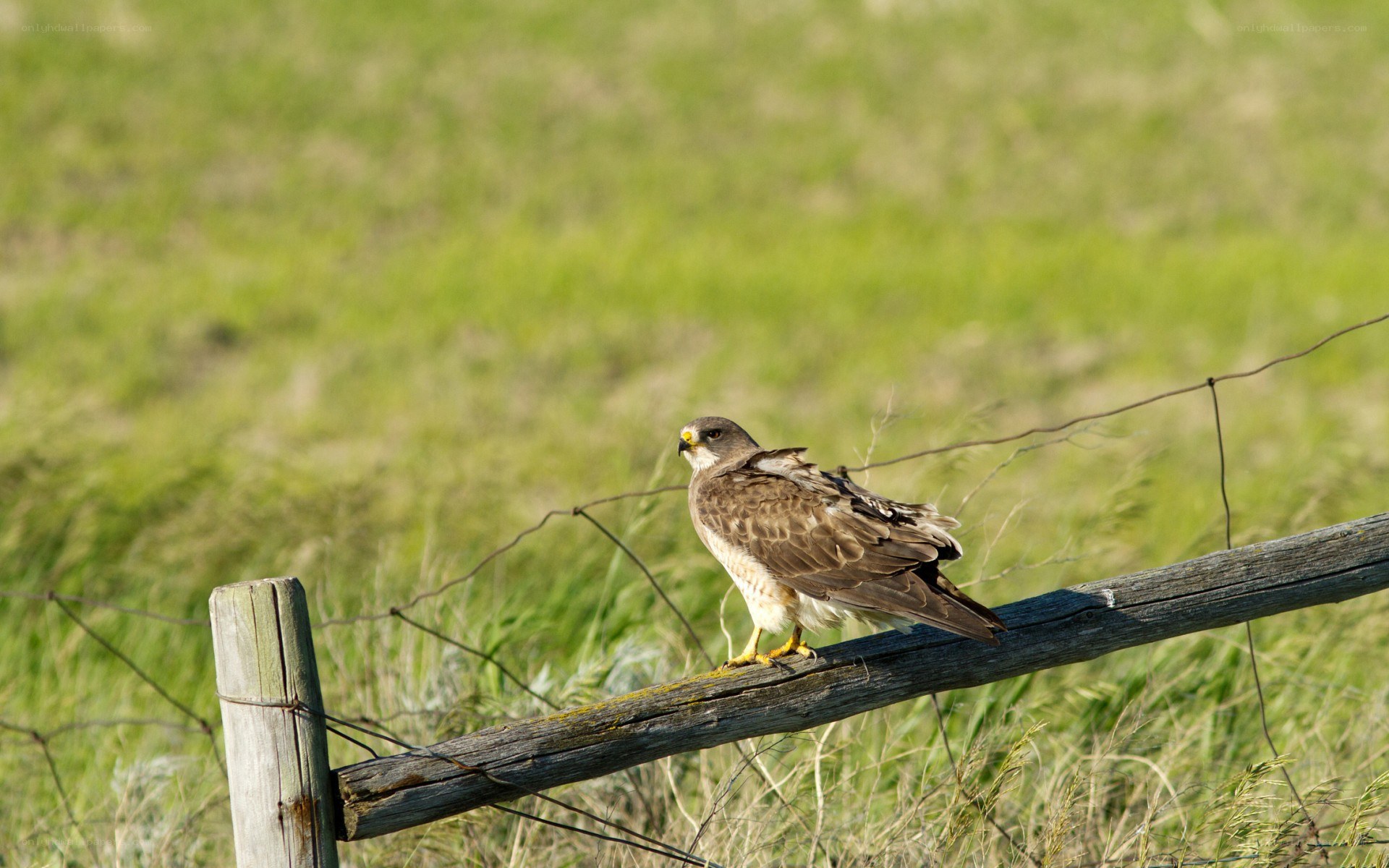 Hawk perched on a fence