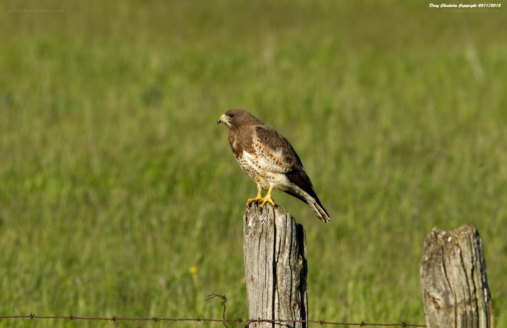 Hawk perched on a fence post