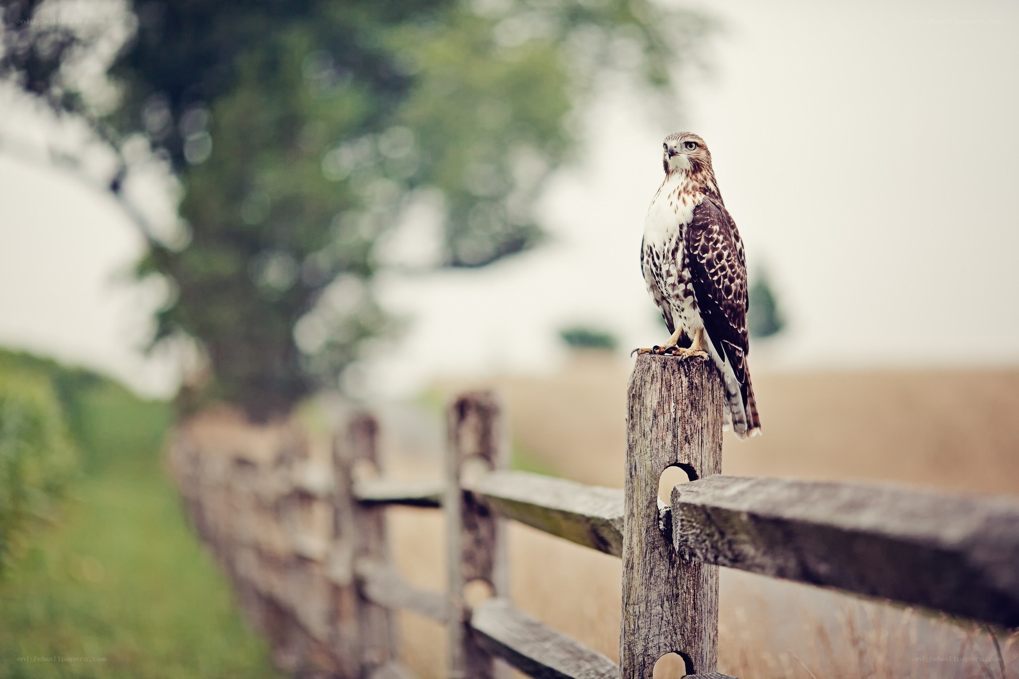 Hawk perched on a fence post