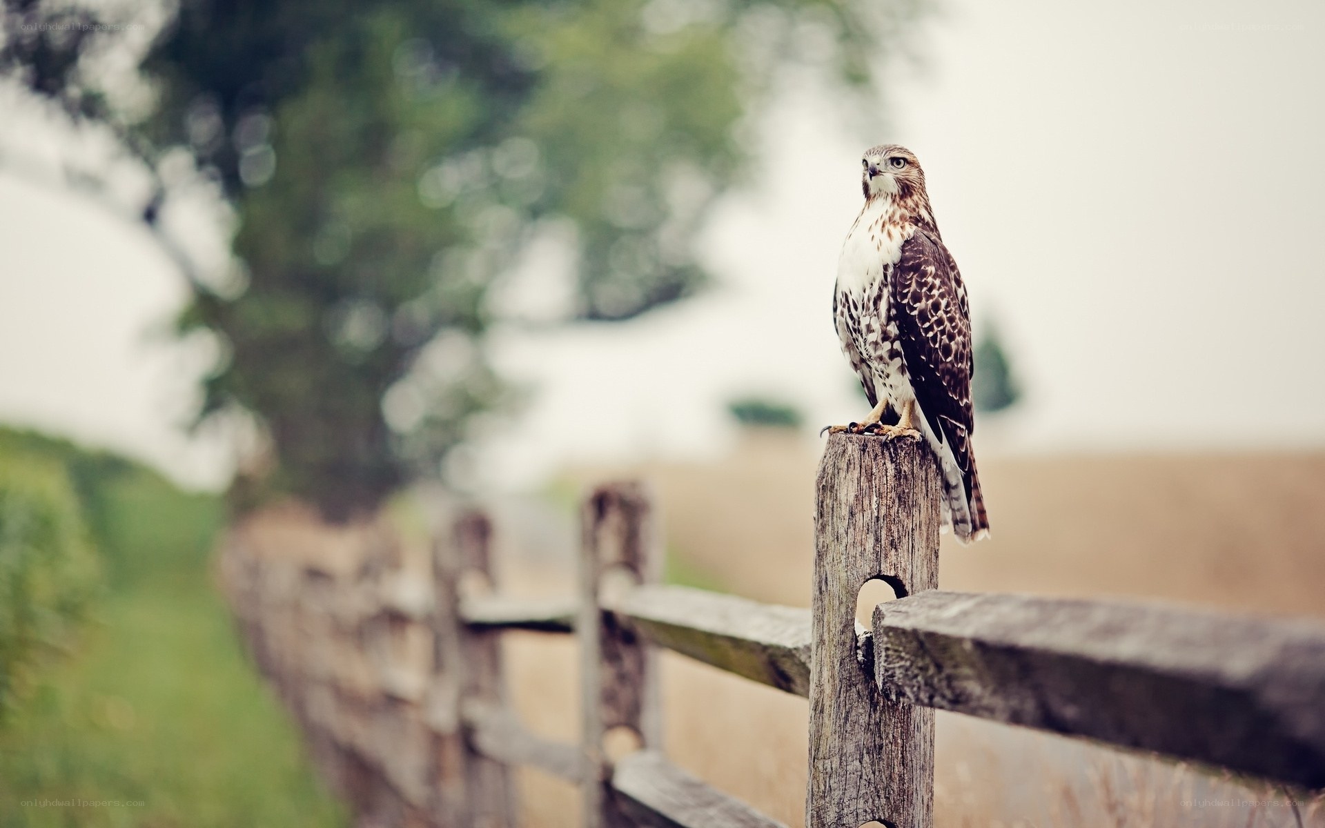 Hawk perched on a fence