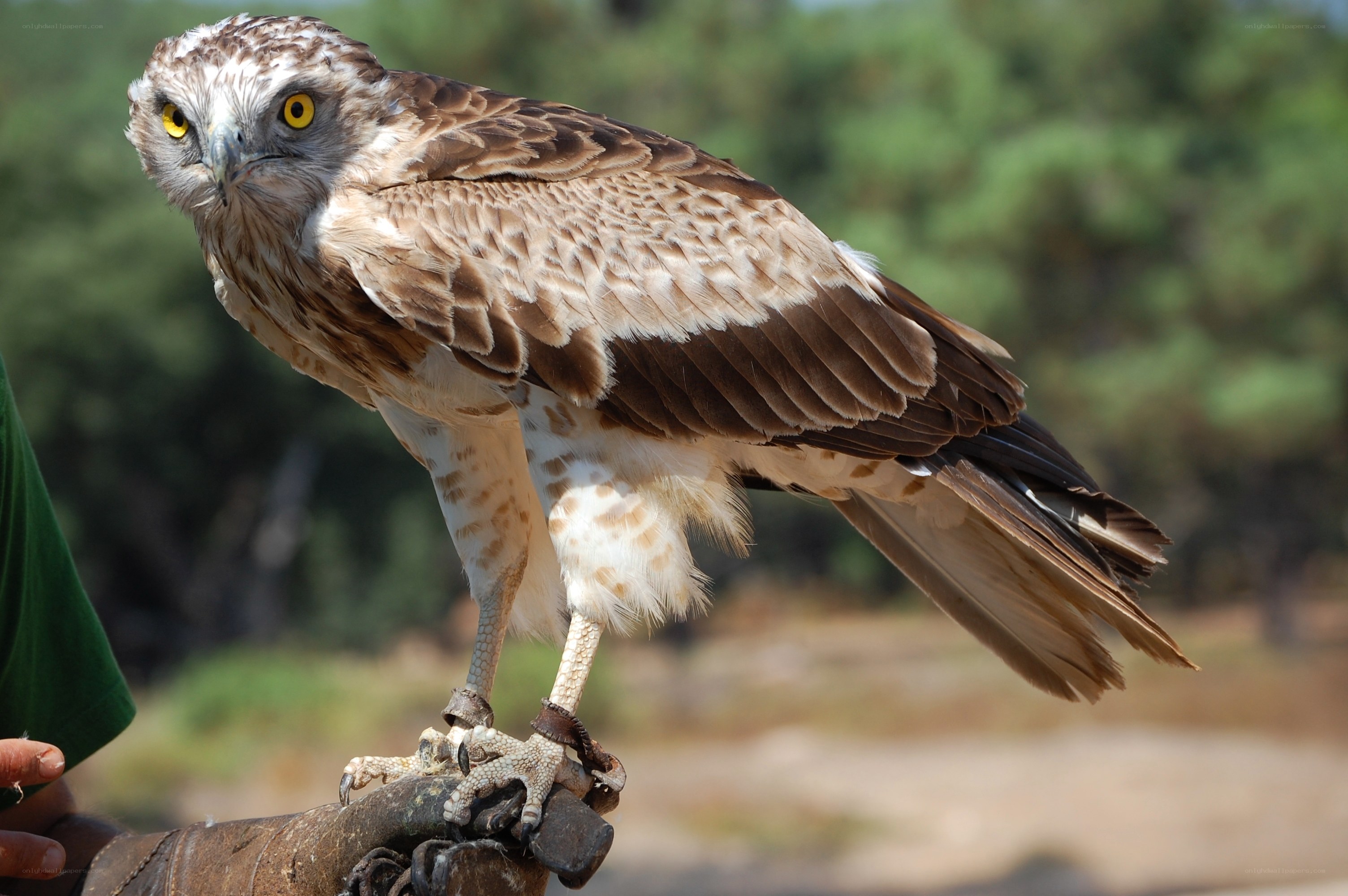 Hawk perched on a glove