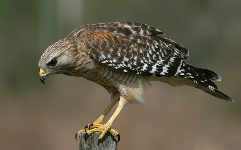 Hawk perched on a post