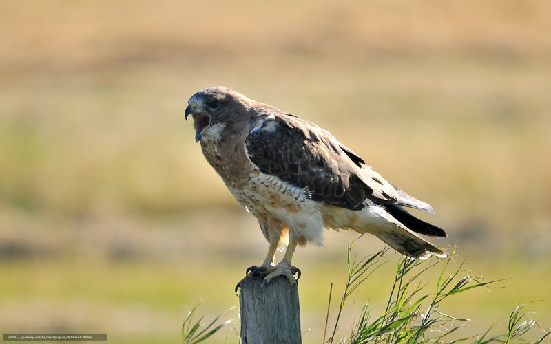 Hawk perched on a post