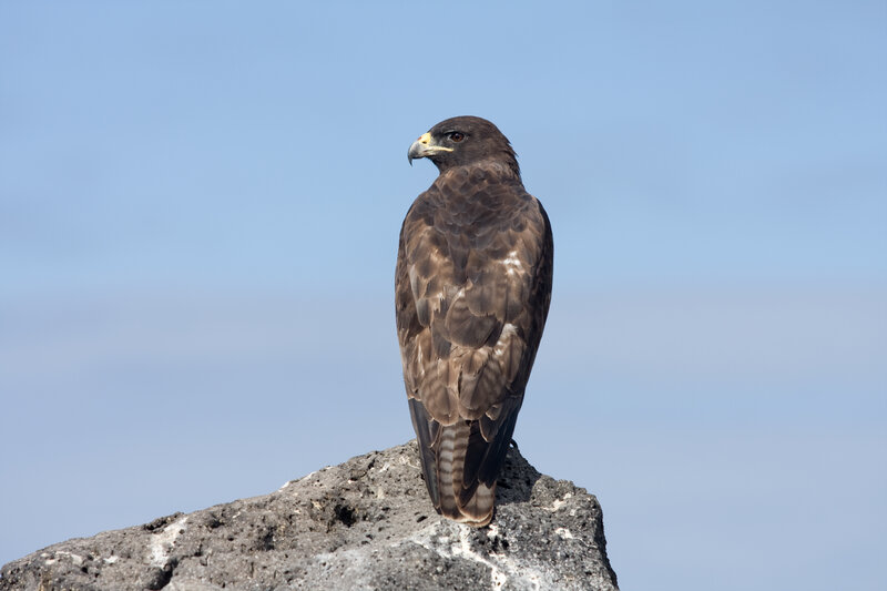 Hawk perched on a rock