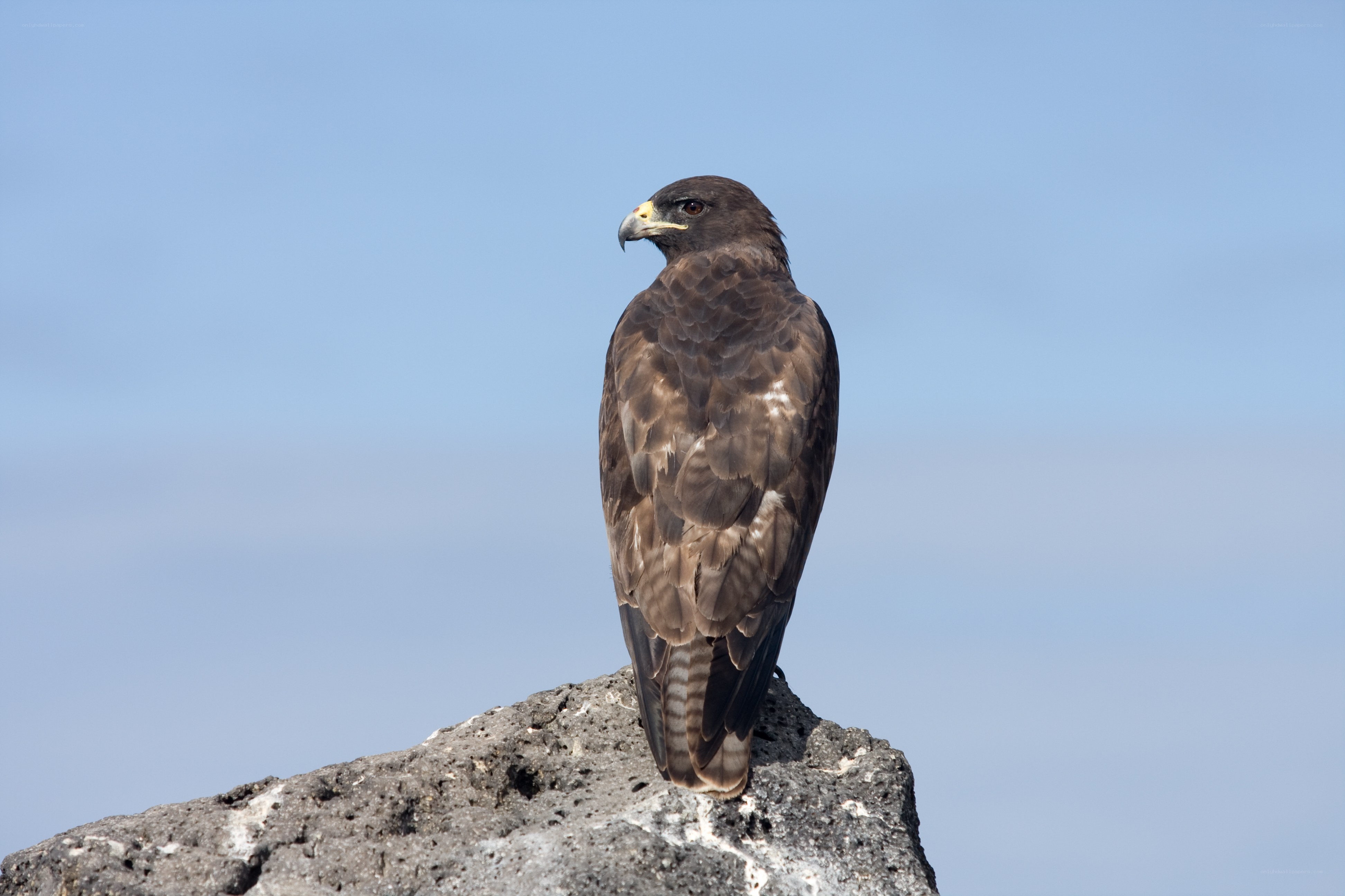 Hawk perched on a rock