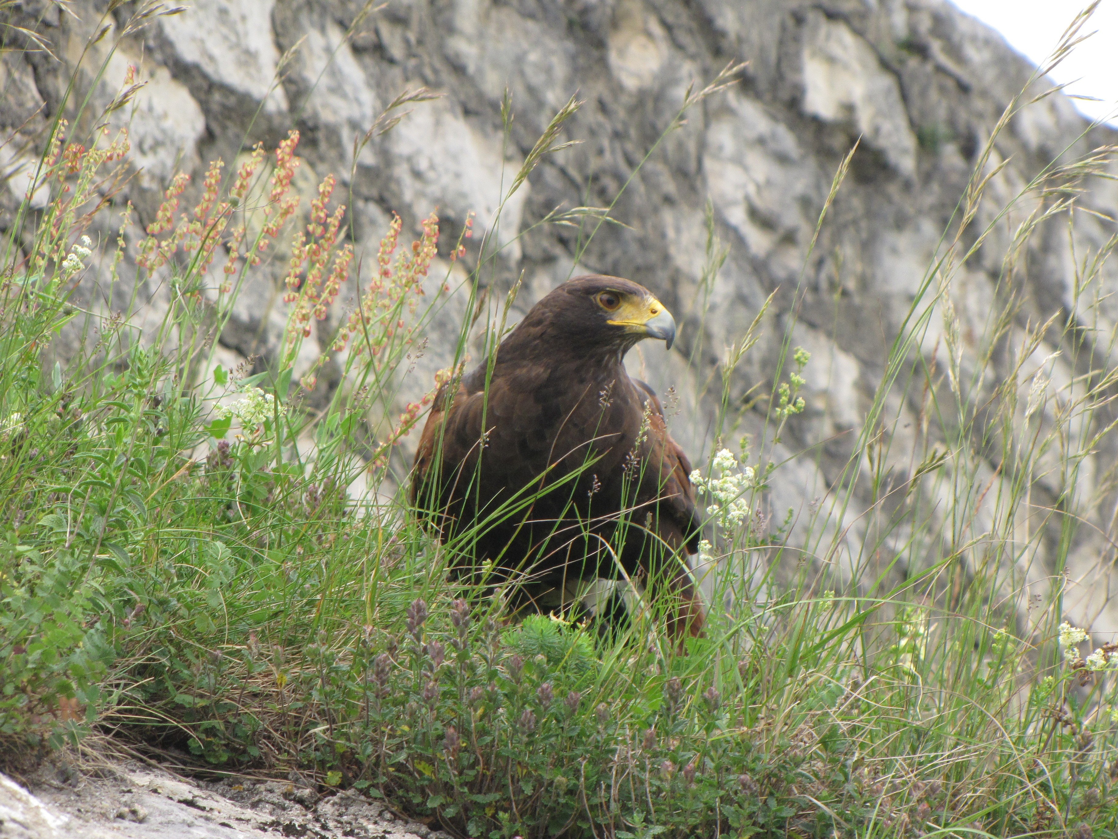 Hawk perched on a rocky slope