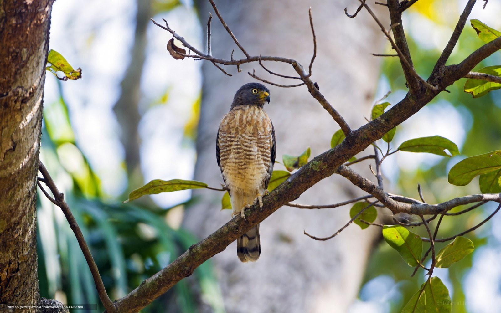 Hawk perched on a tree branch