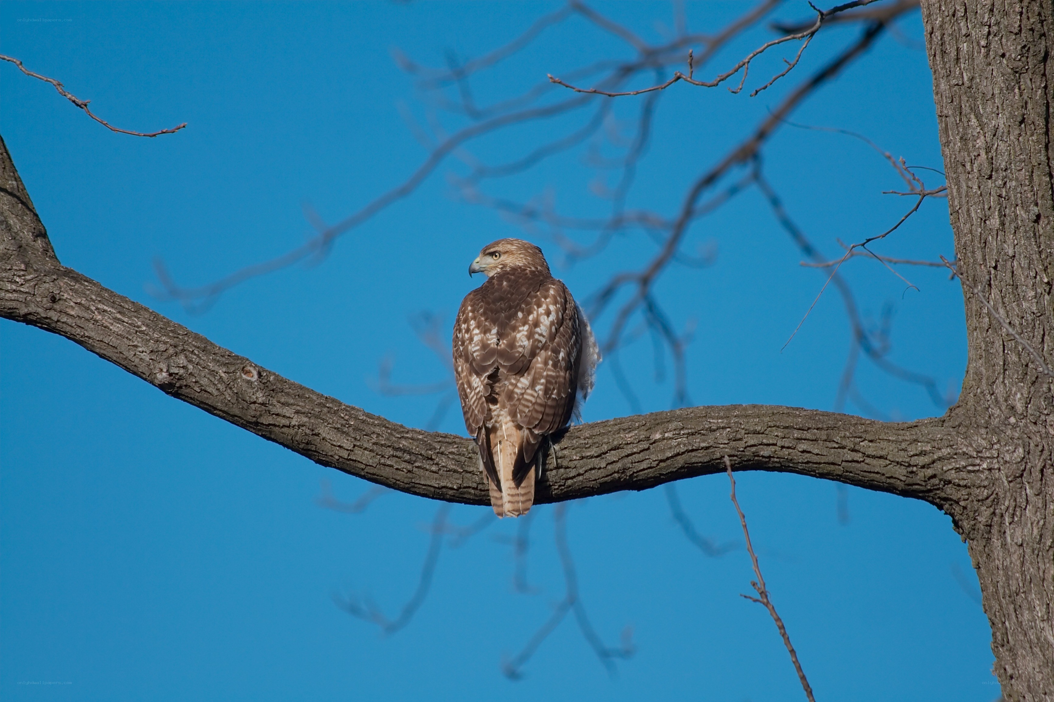 Hawk perched on a tree branch