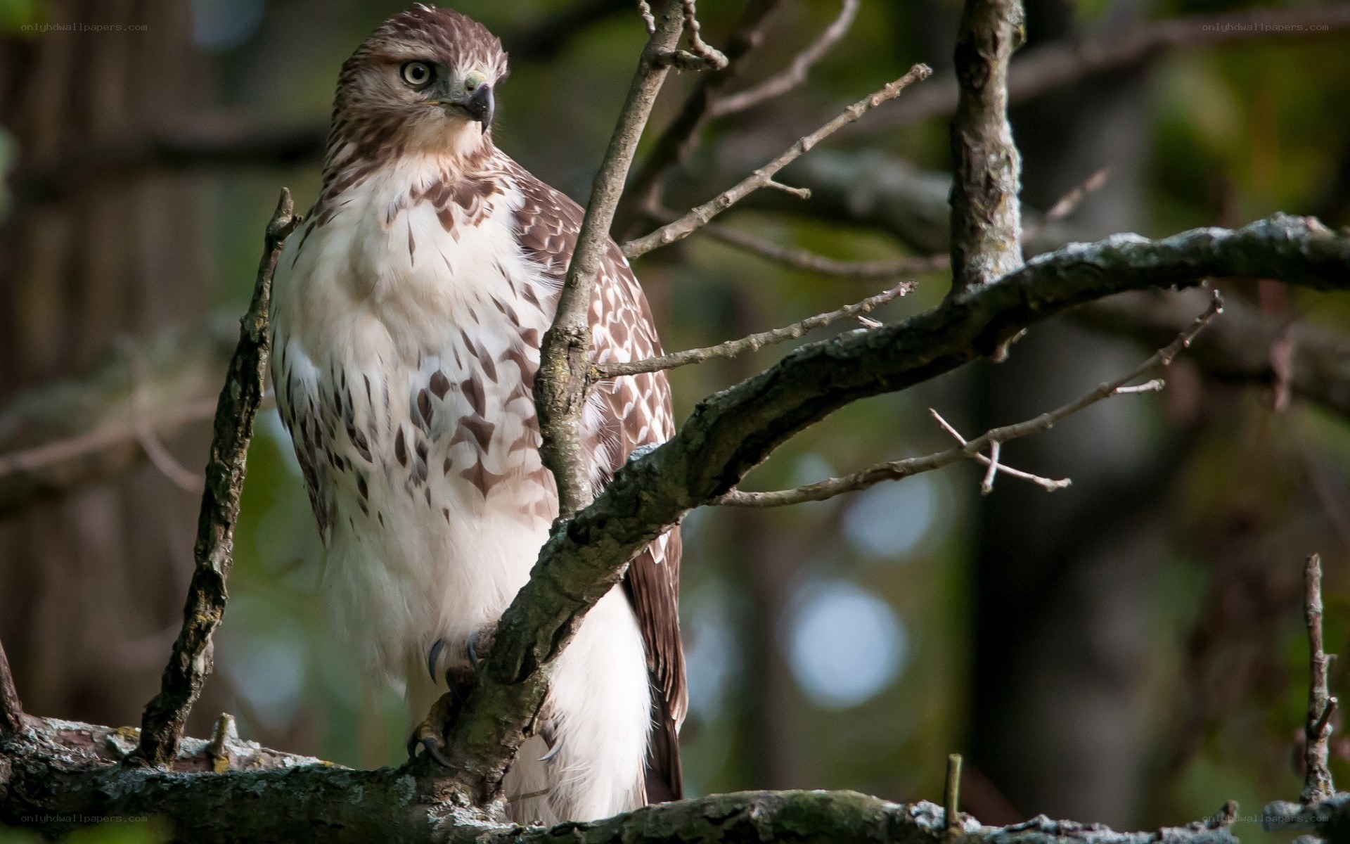 Hawk perched on a tree branch