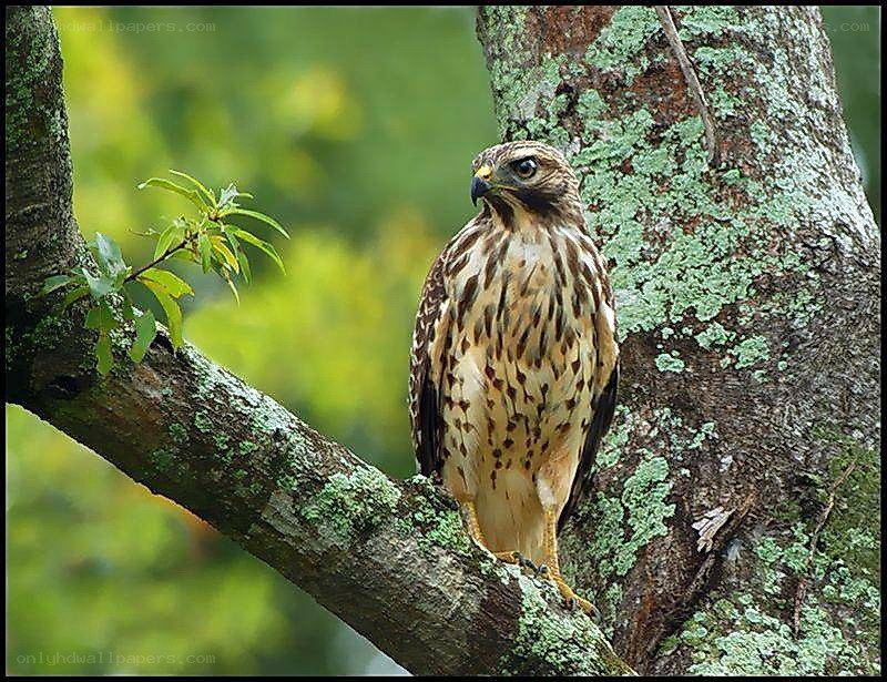 Hawk perched on a tree branch