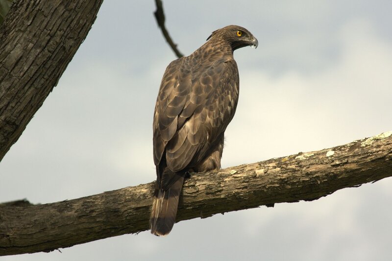 Hawk perched on a tree branch