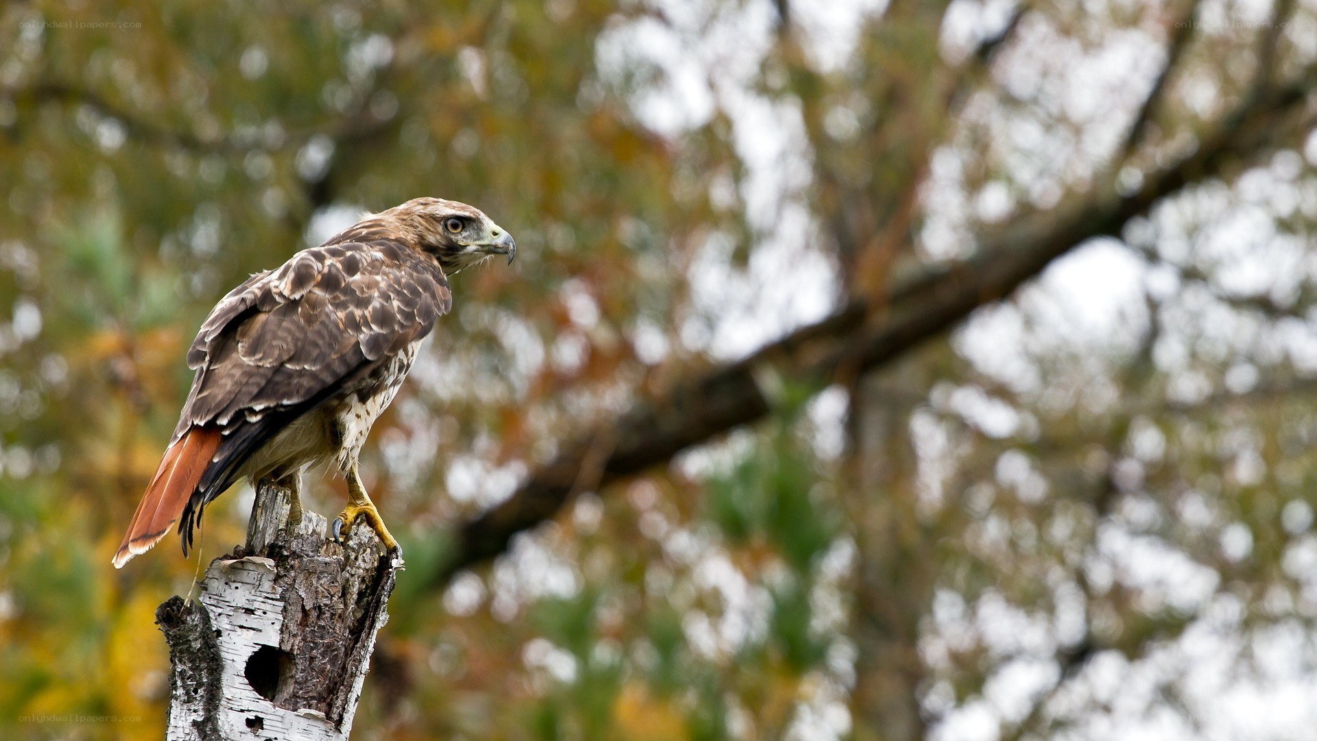 Hawk perched on a tree stump