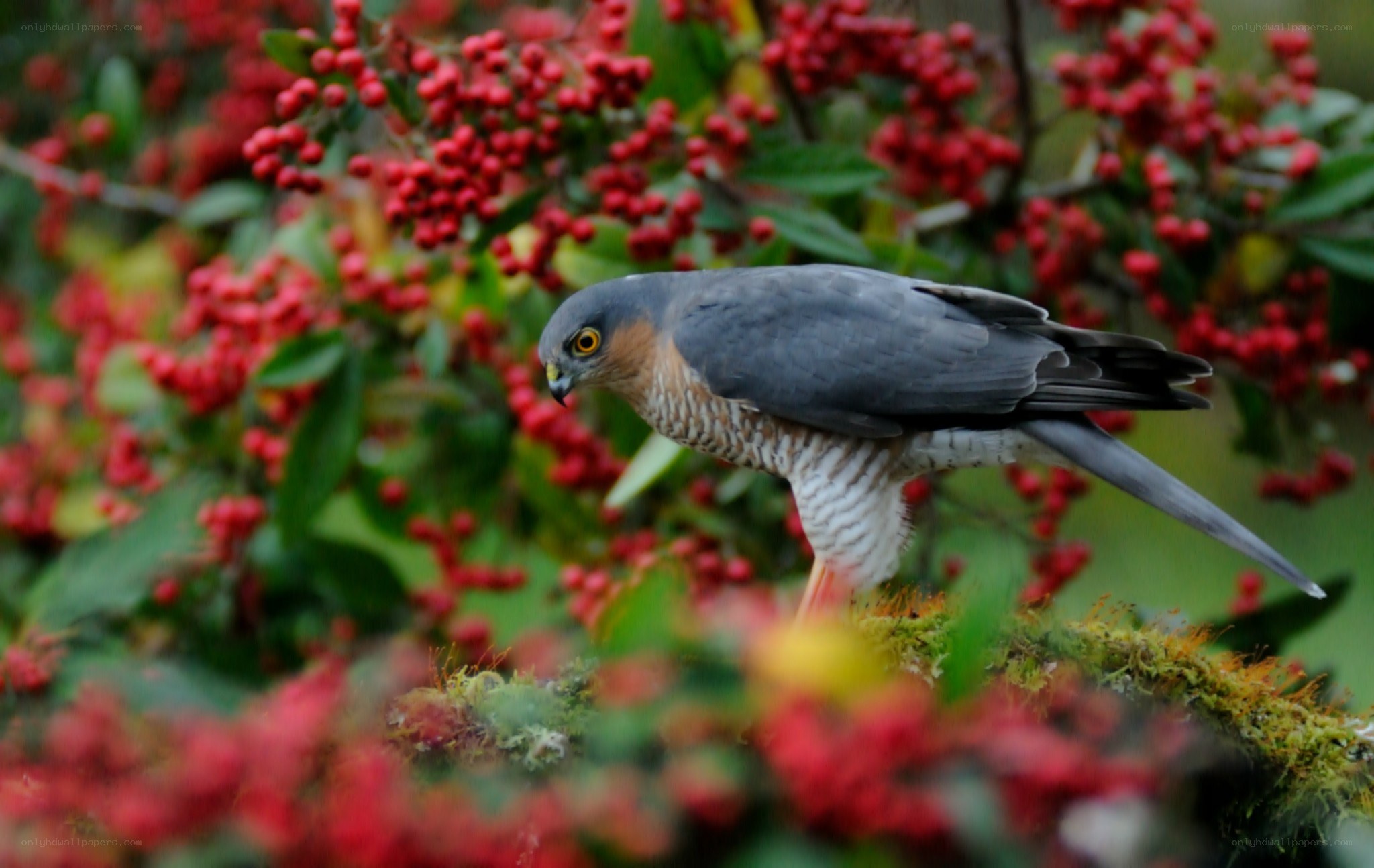 Hawk perched on berry bush