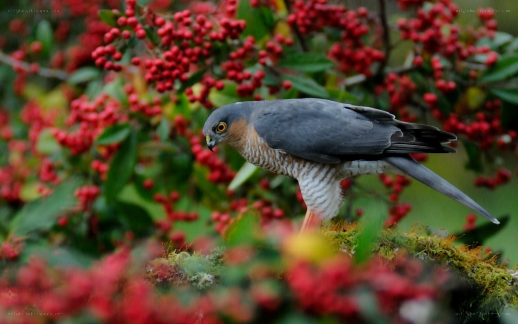 Hawk perched on berry bush