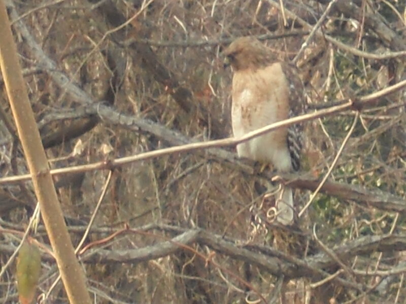 Hawk Perched on Branch — Brown