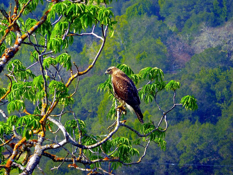 Hawk Perched on Branch