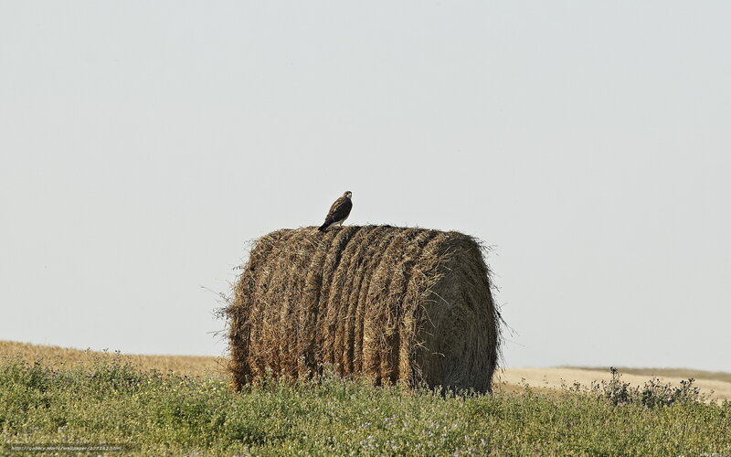 Hawk perched on hay bale