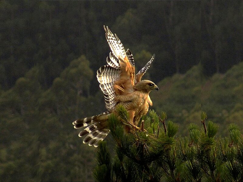Hawk perched on pine tree