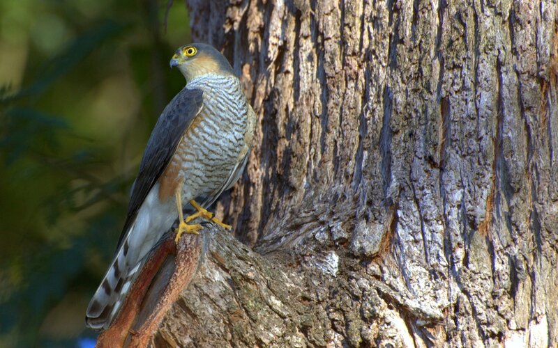 Hawk perched on tree