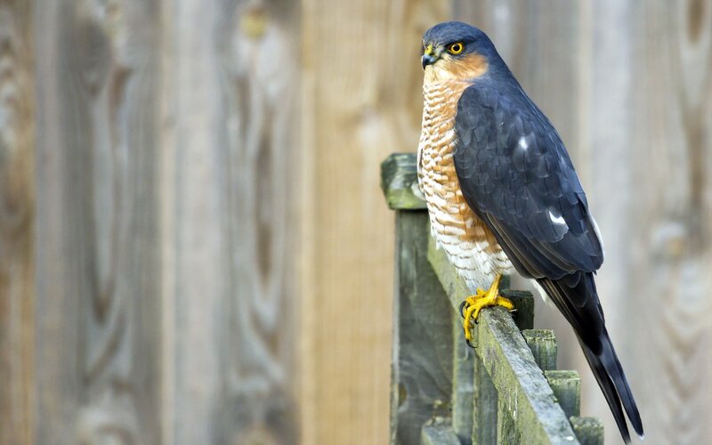 hawk perched on wooden fence