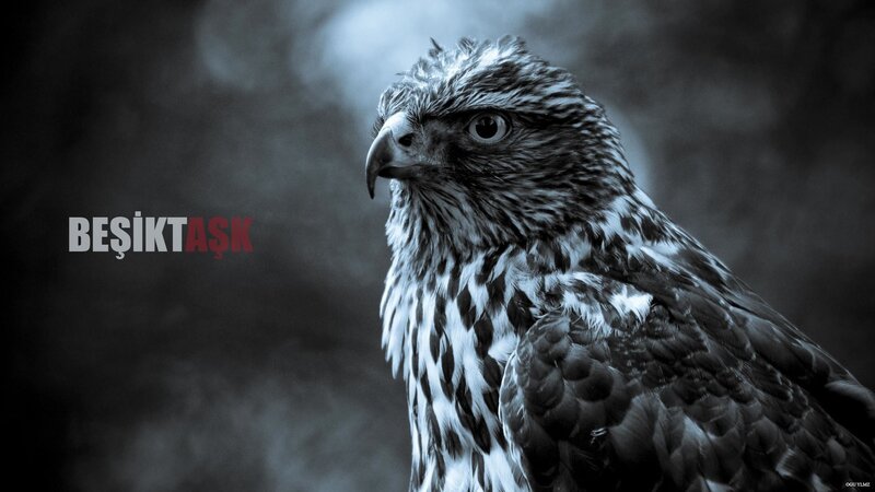 Hawk portrait with text