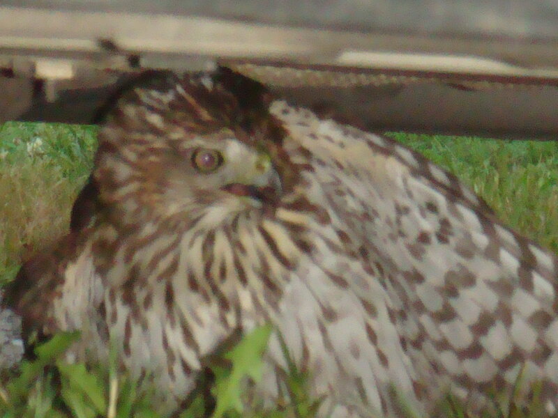 Hawk resting on grass