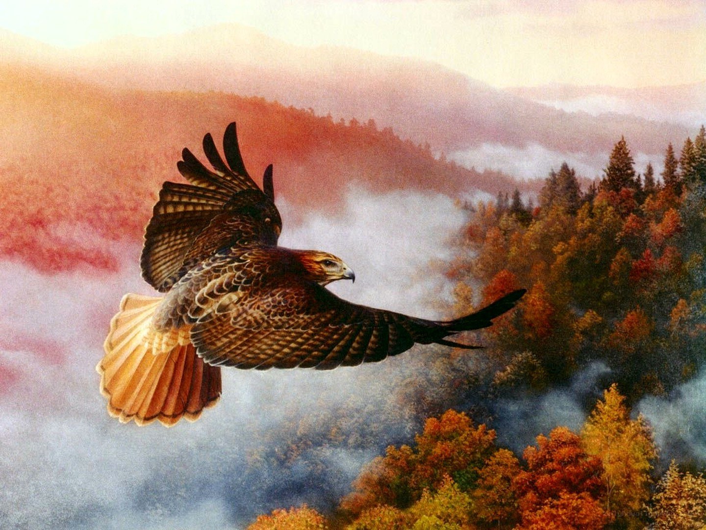 Hawk soars over autumn mountains