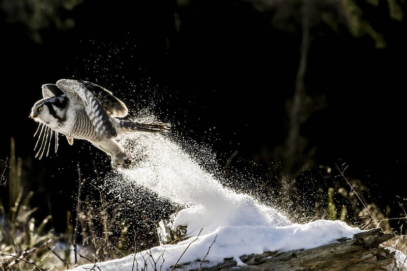 Hawk taking flight from snow
