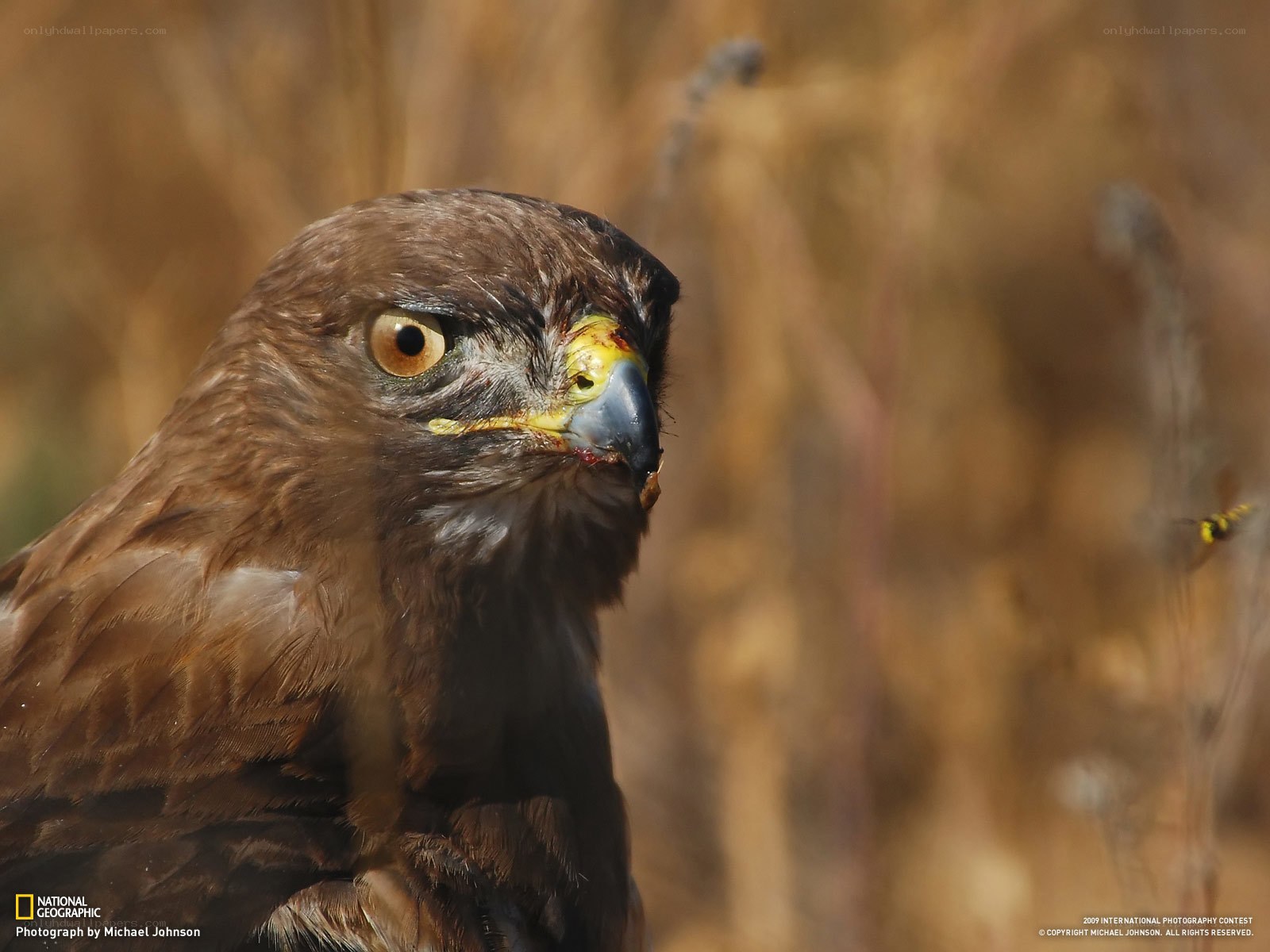 Hawk with bloodied beak