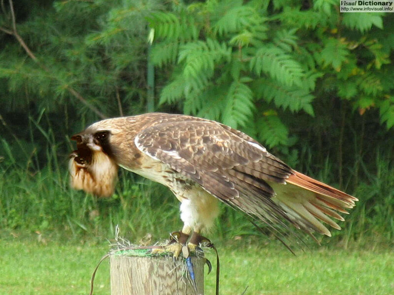 Hawk with prey on a post