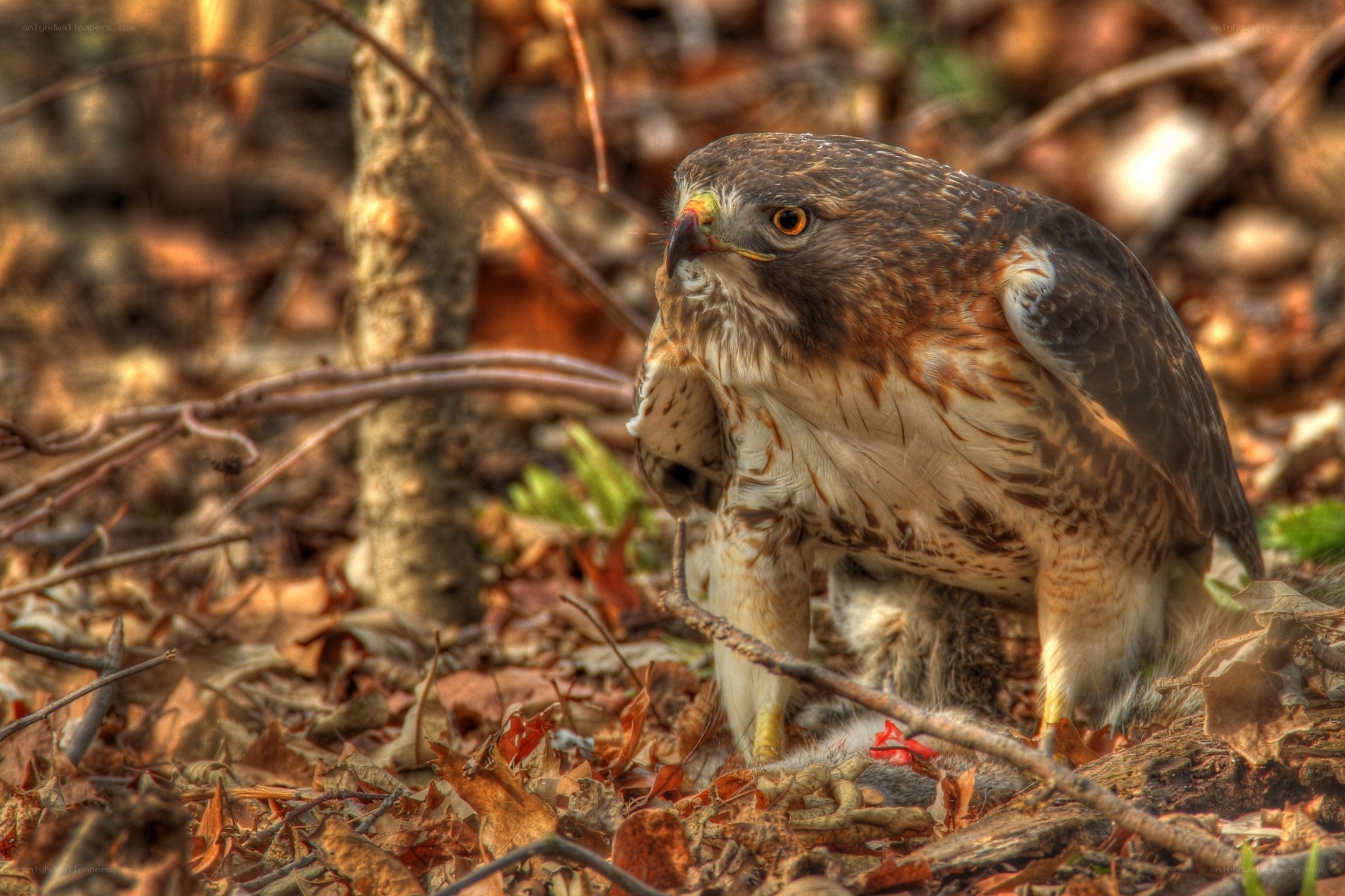 Hawk with prey on forest floor