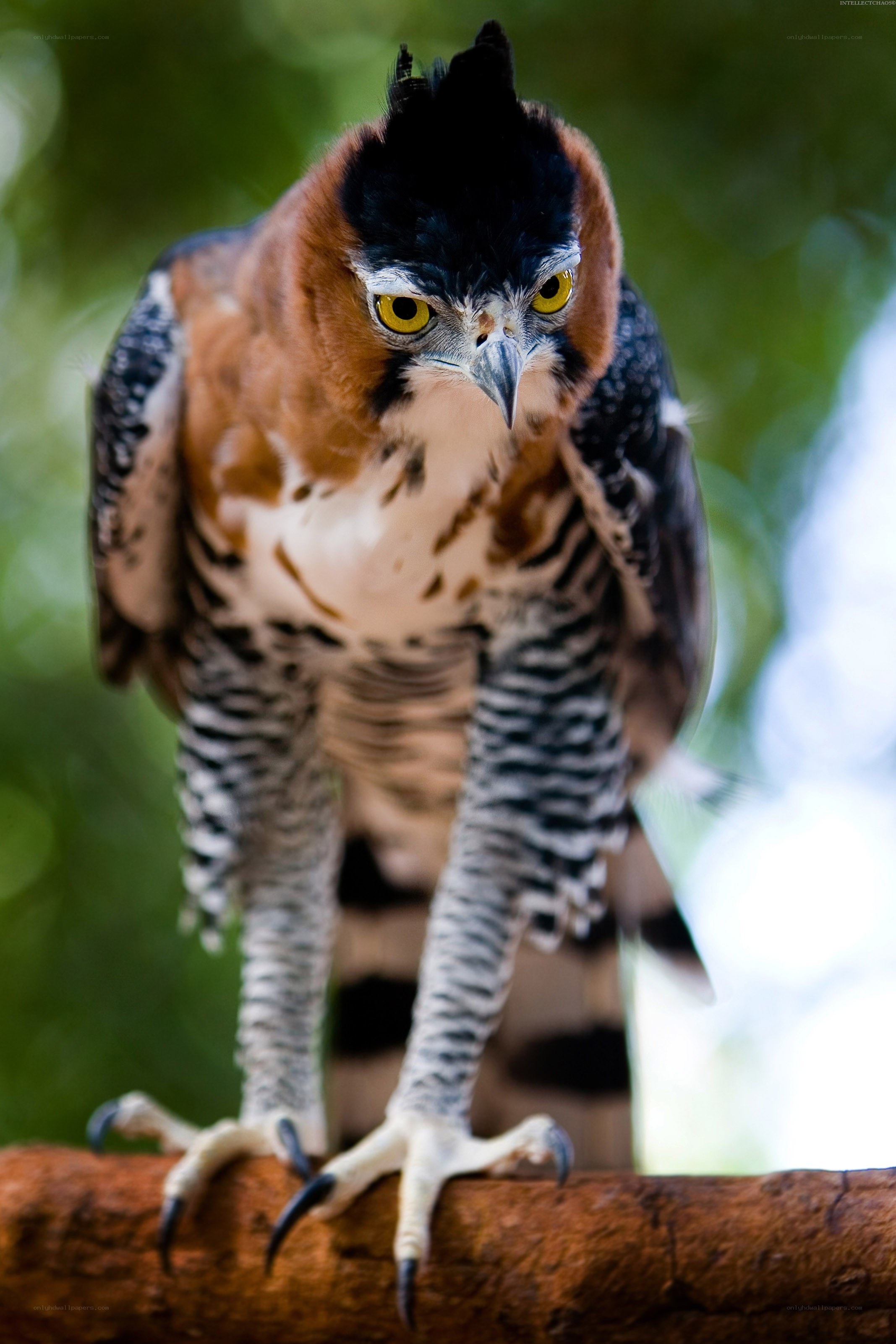 Hawk with striking yellow eyes