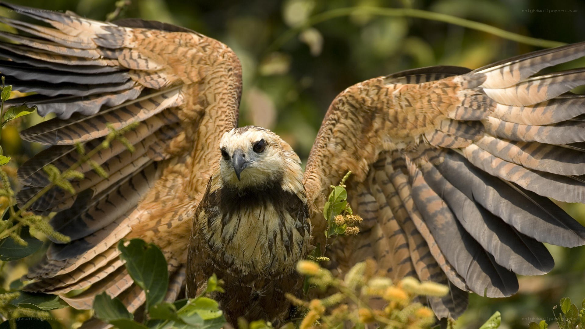 Hawk with wings spread in foliage