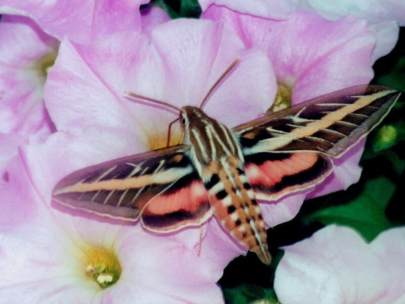 Hawkmoth on Pink Flower