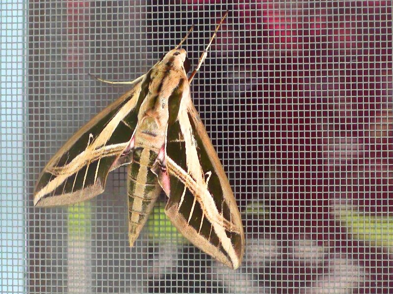 Hawkmoth on Screen