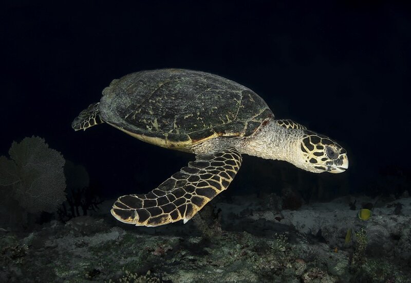 Hawksbill Sea Turtle — Black